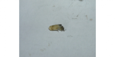 Уплотнитель войлочный D7,5хH4,5